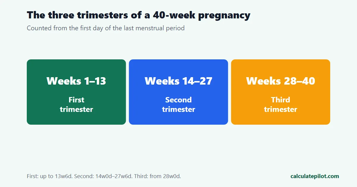 Diagram of the three trimesters of a 40 week pregnancy